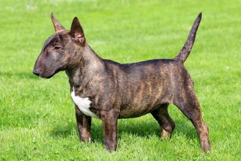 Mini English Bull Terrier