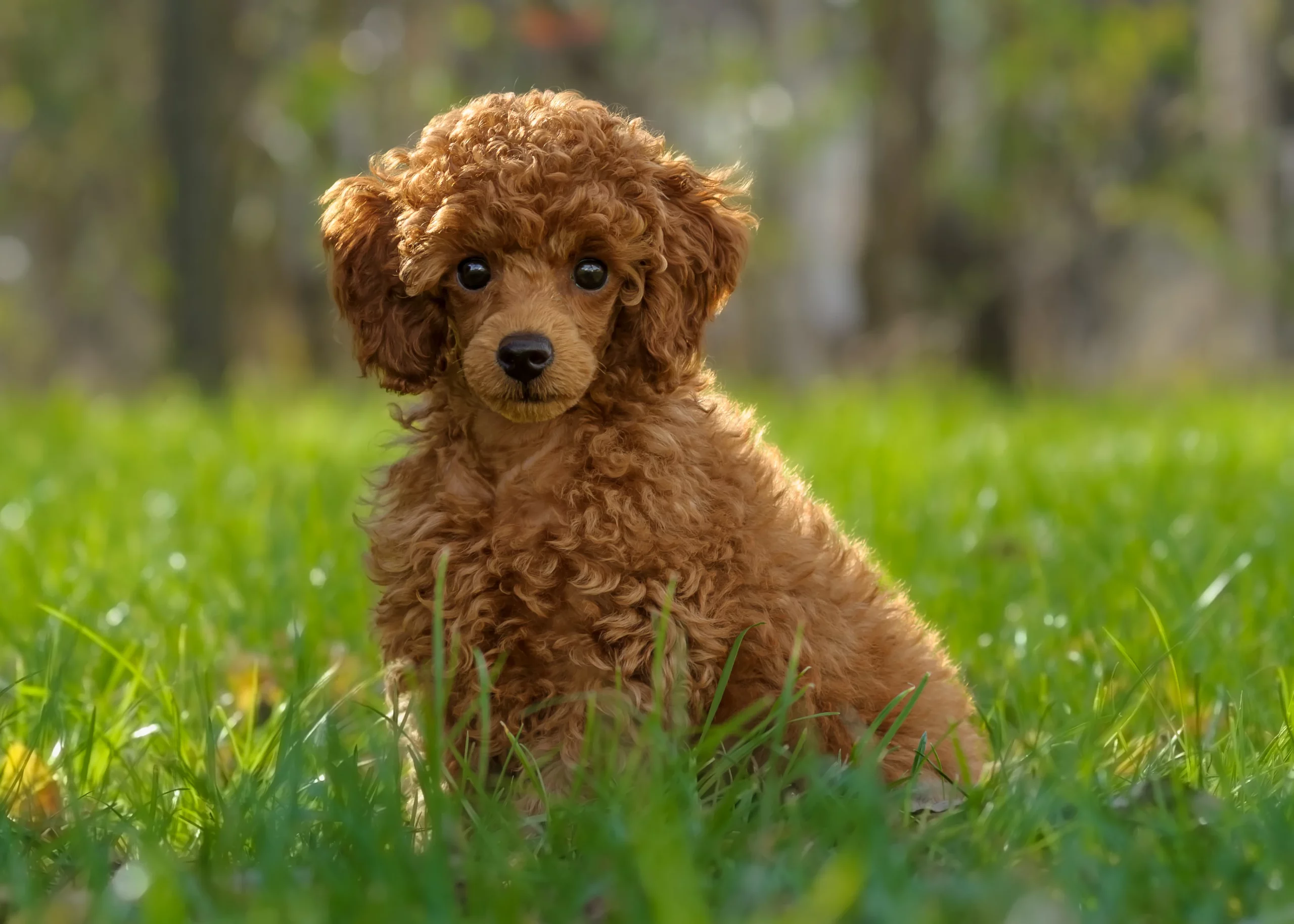 Miniature Poodle Breeders Temperament, Lifespan, & Price