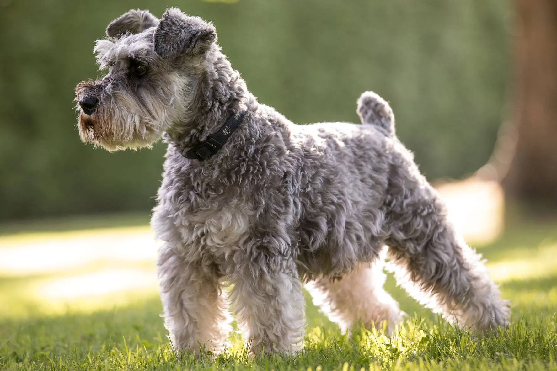 Miniature Schnauzer Temperament, Lifespan, Personality And Health Problems