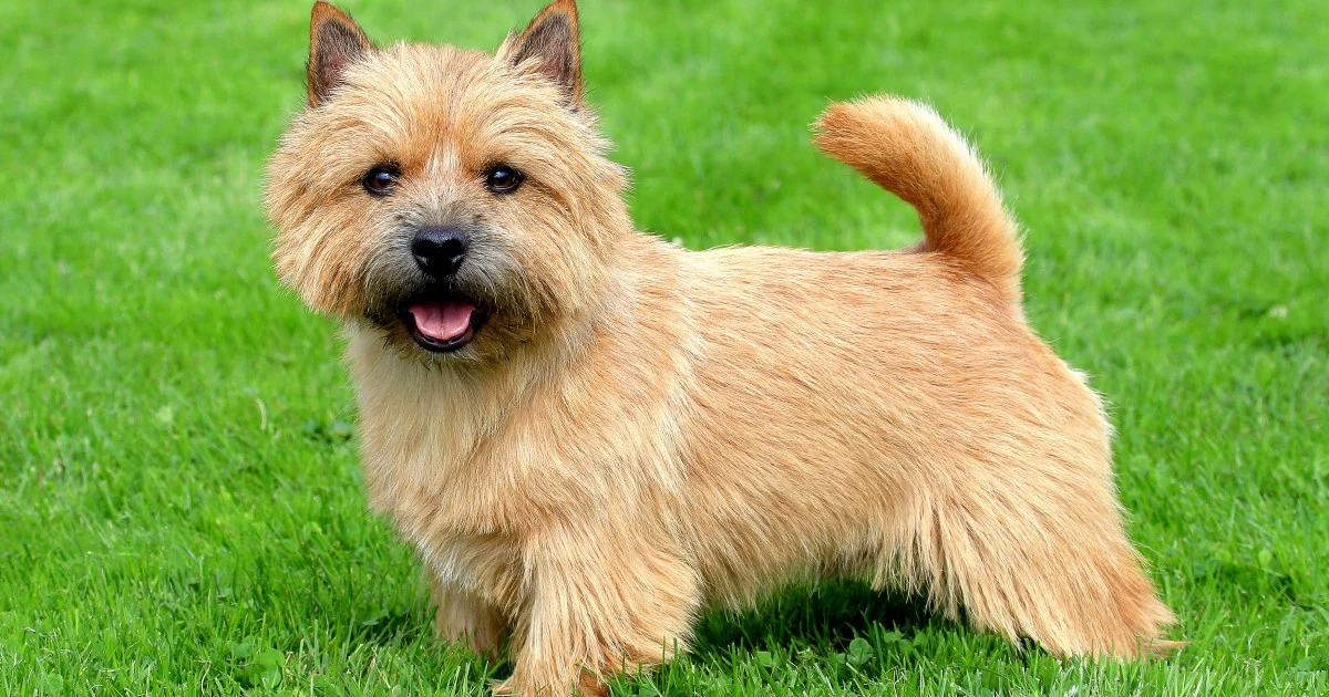 Norwich Terrier Breeders Temperament, Price, Lifespan, Health Issues, Aand Grooming Guide