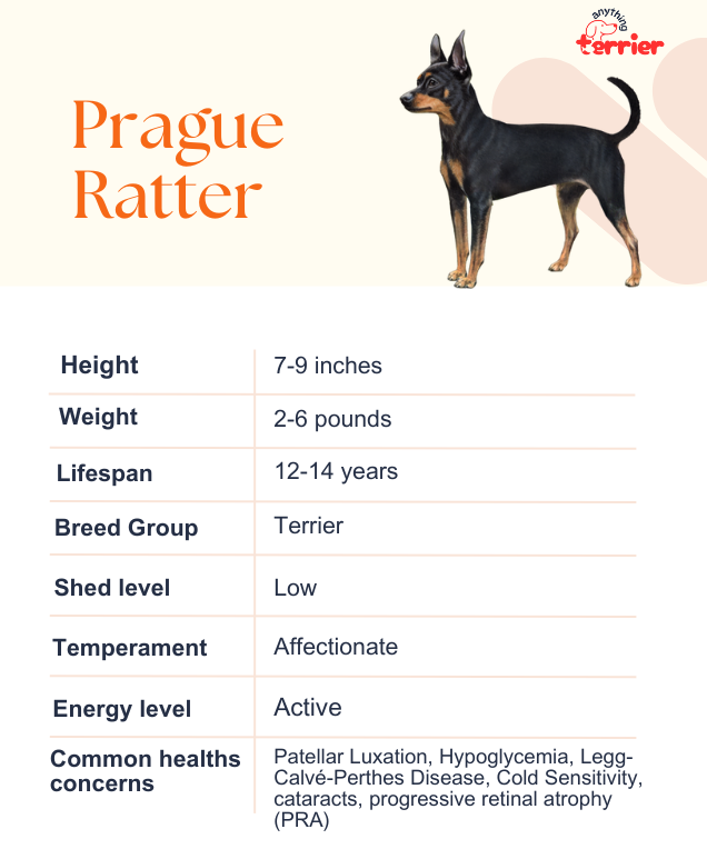 Prague Ratter Dog Information