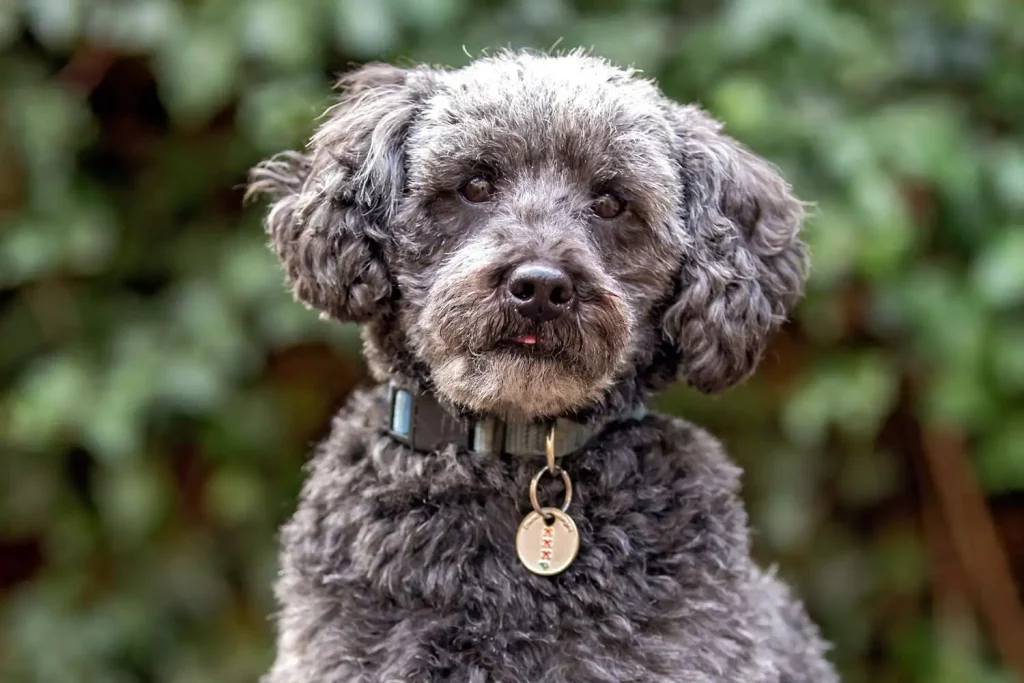 Schnoodle Dog Breed Temperament, Health Issues Care