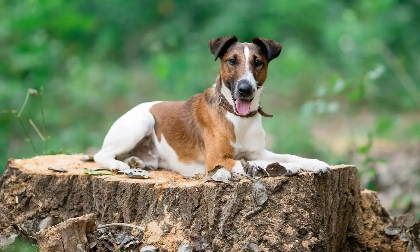 Smooth Fox Terrier : History, Temprament, and Guide to Care