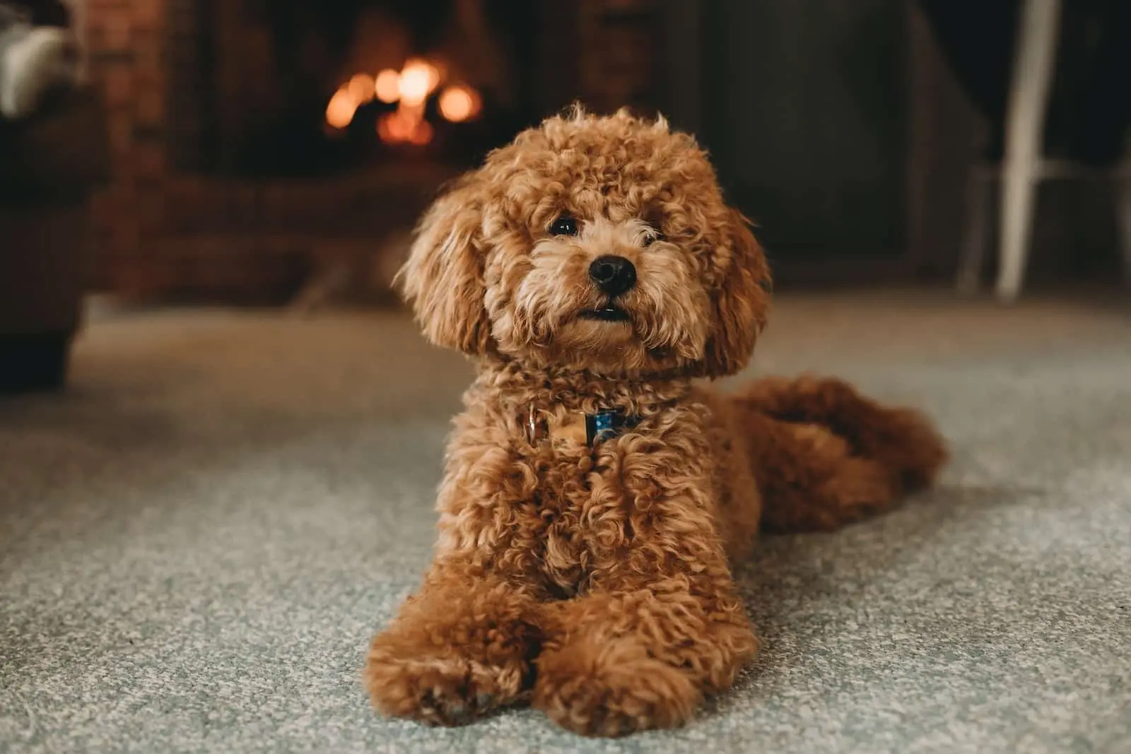 Standard Poodle Breeders Temperament, Health Issue & Price