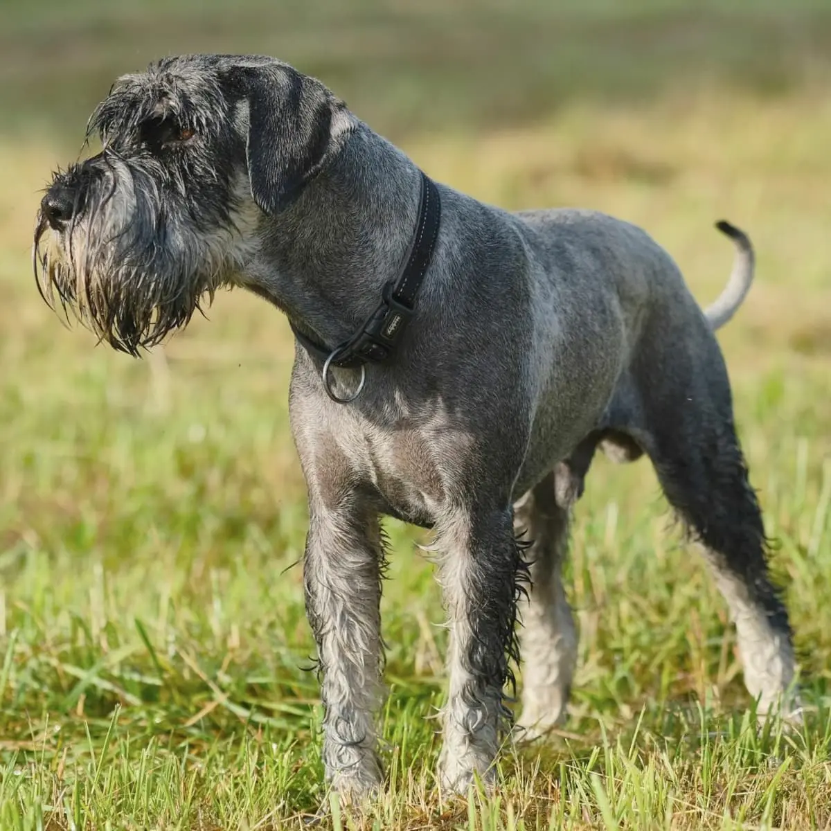 Standard Schnauzer Breeders Personality & Grooming Guide