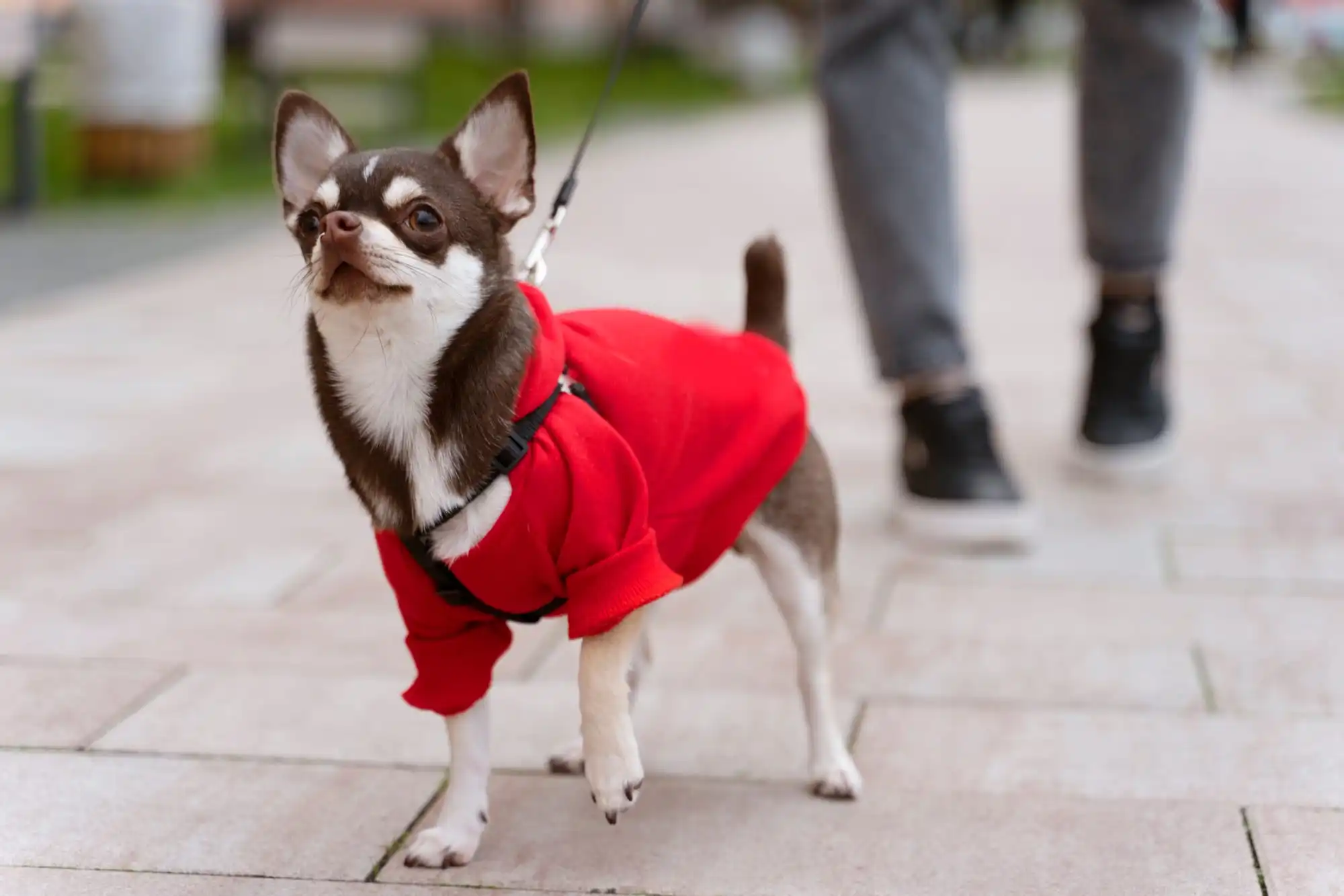 Taco Terrier Lifespan, Size, Weigh, Price, and Health Care