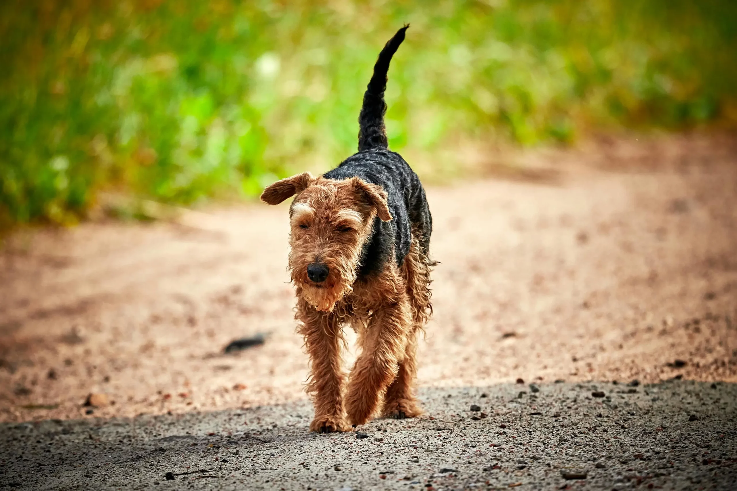 Welsh Terrier Dog Breed Temprament Characteristics Health and Care