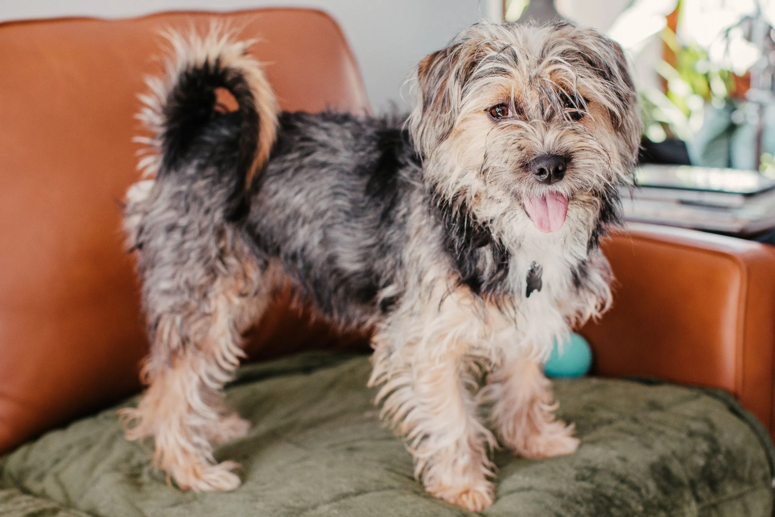 Wirehaired Terrier Mix