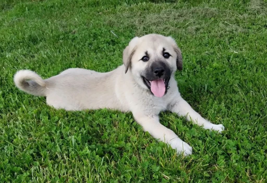 Anatolian Shepherd Great Pyrenees Mix