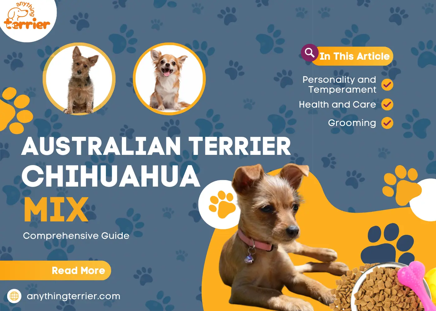 Australian Terrier Chihuahua Mix Complete Guide