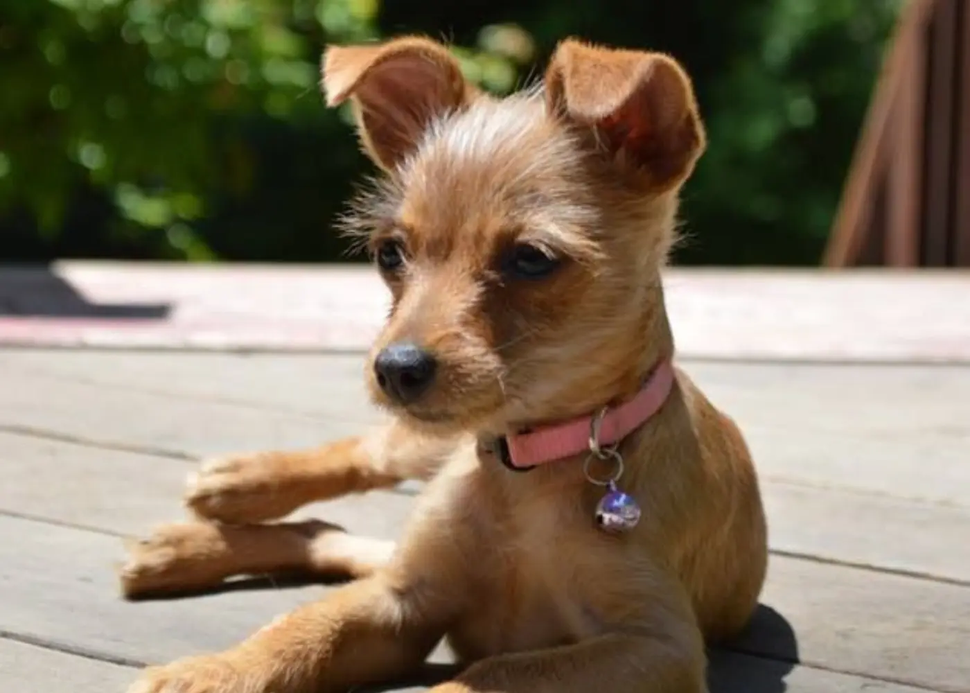 Australian Terrier Chihuahua Mix