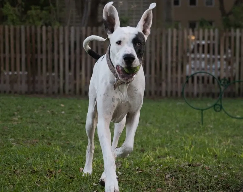 Behavior and Training Tips for Great Dane Pitbull Mix