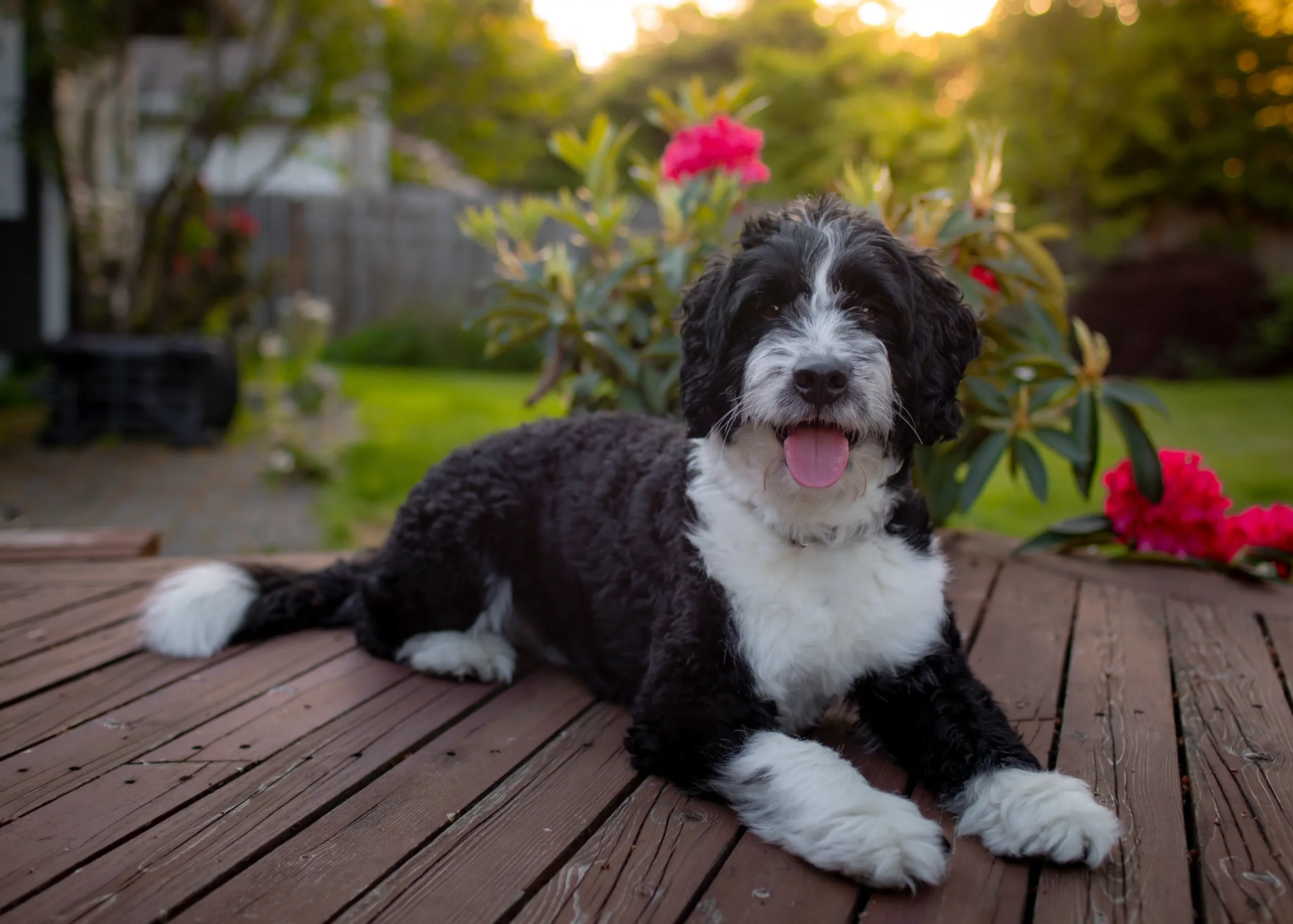 Behavior and Training Tips for Mini Bernedoodle