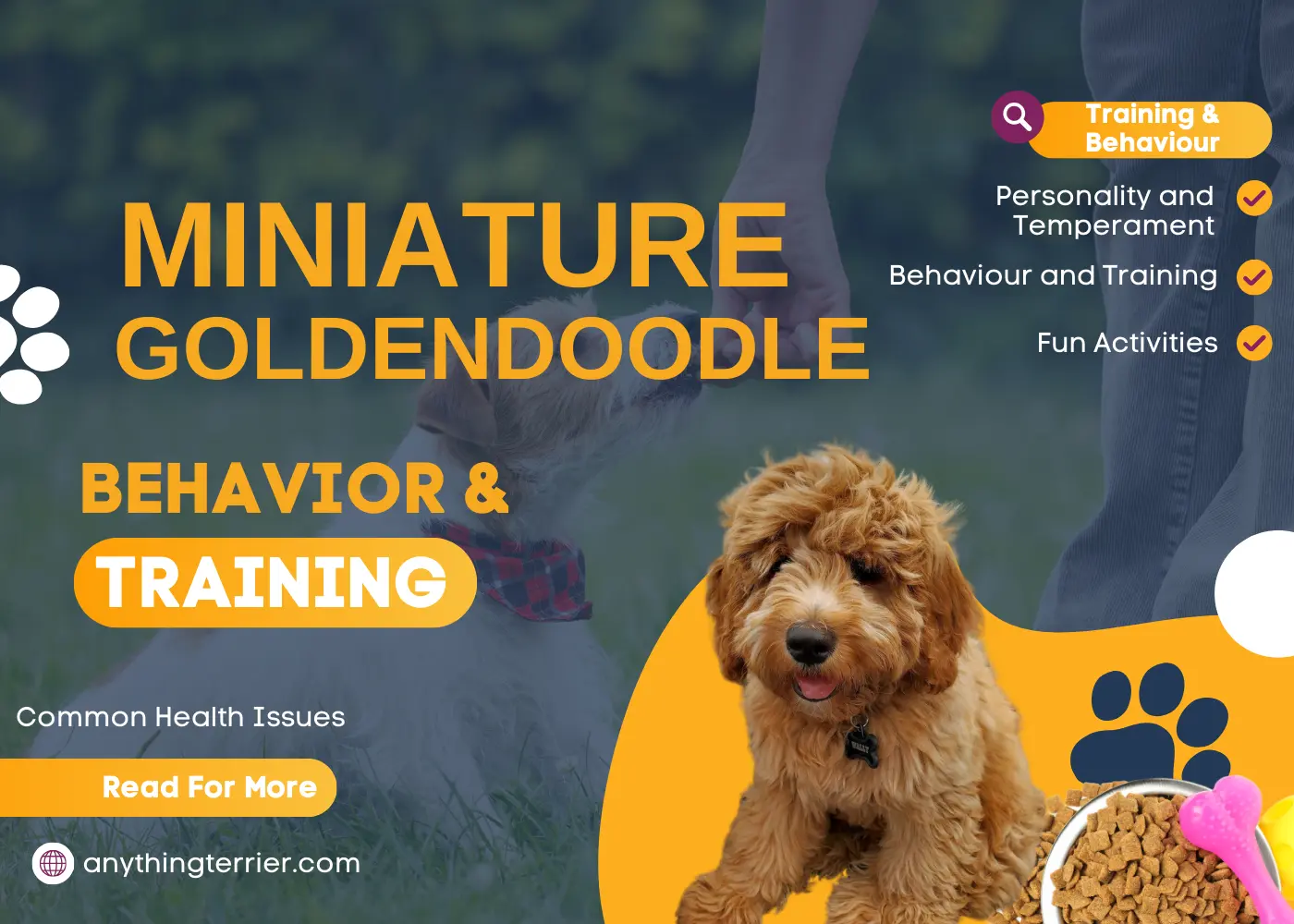 Behavior and Training Tips for Mini Goldendoodle