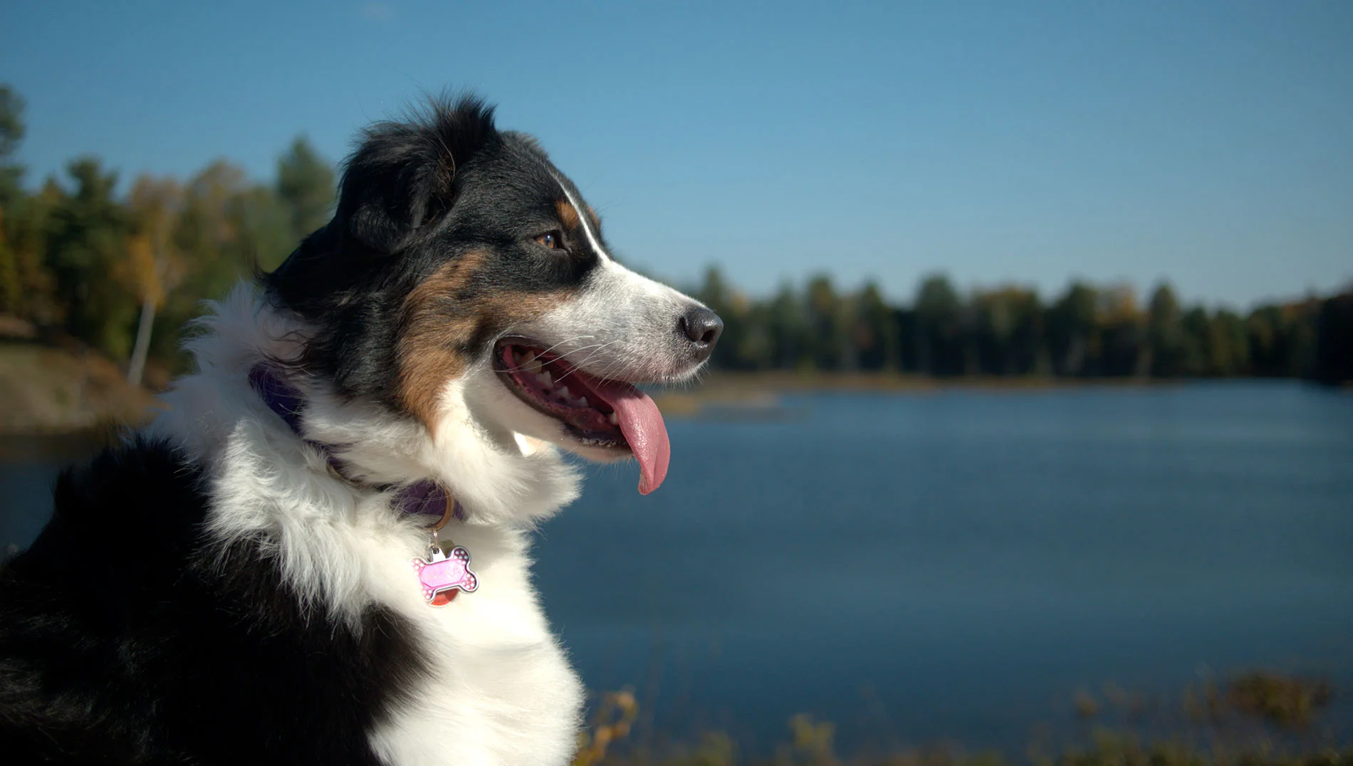 Border Collie and Australian Shepherd Mix