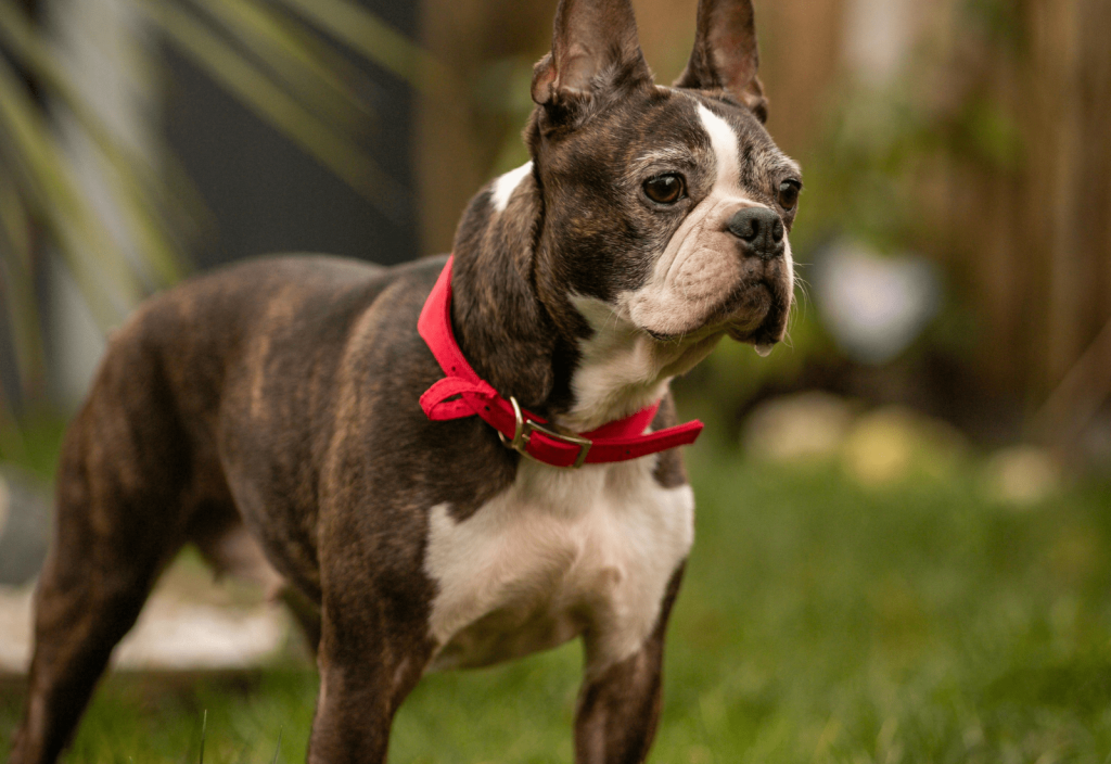 Boston Terrier Dog