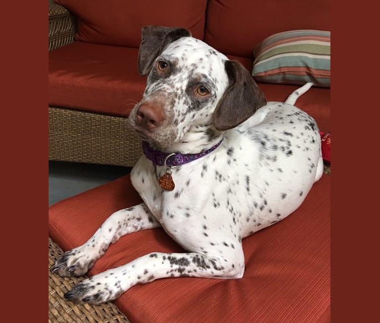 Bull Terrier Dalmatian Mix