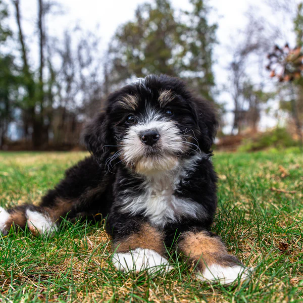 Caring for Mini Bernedoodle