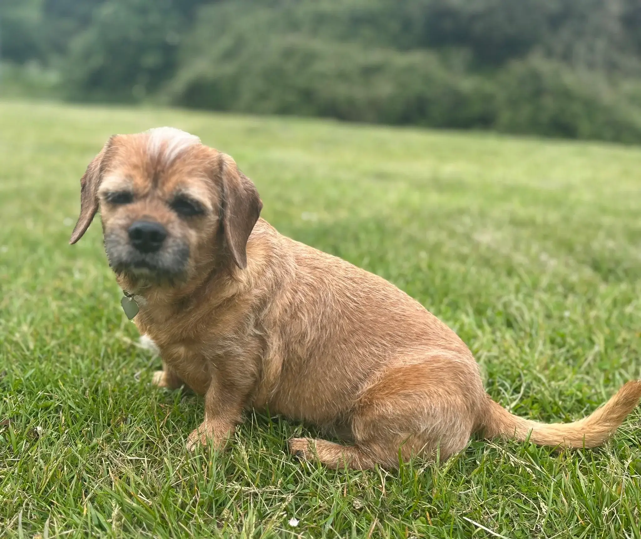 Dachshund Border Terrier Cross