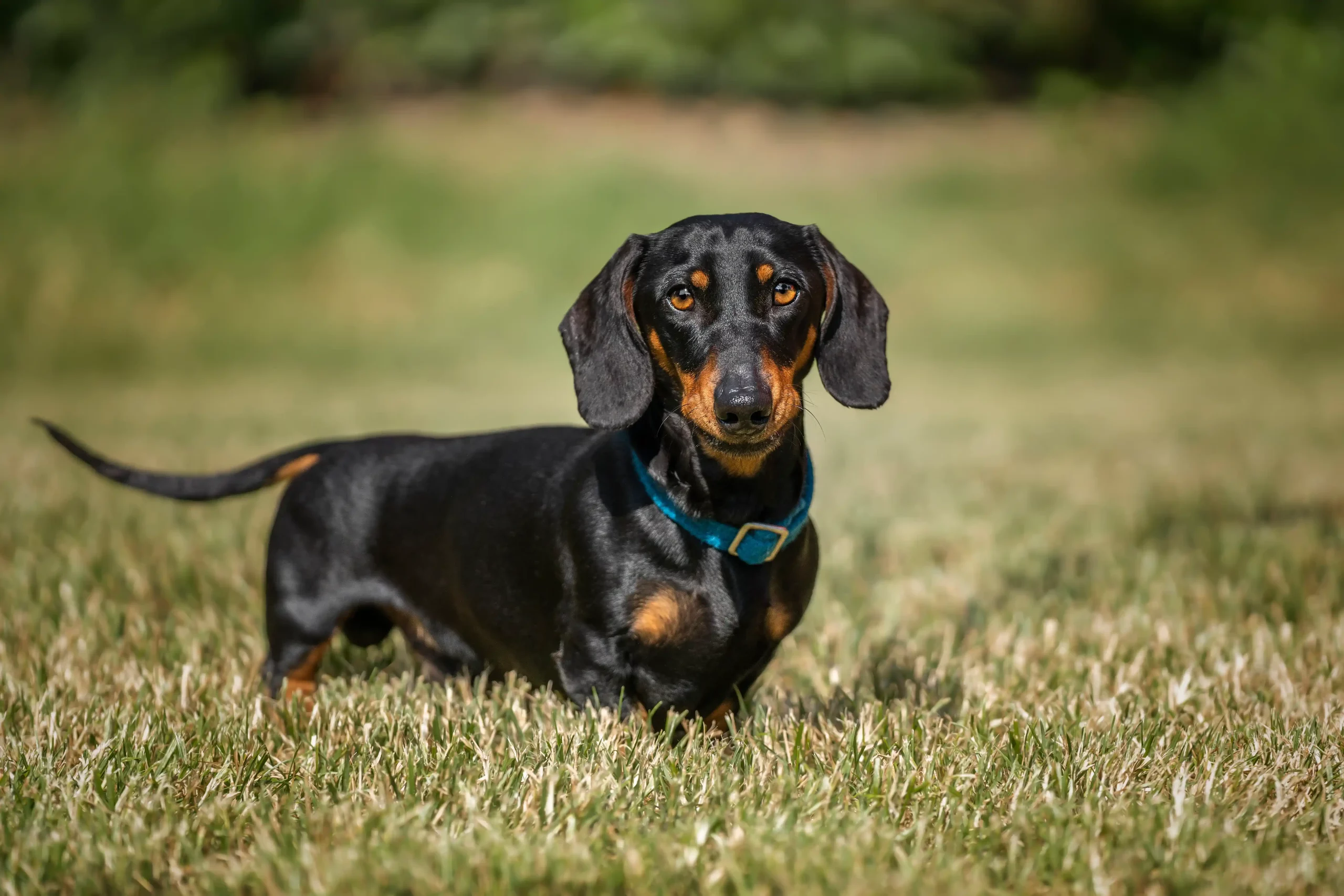 Dachshund Dog Breed Temperament Lifespan Health and Care