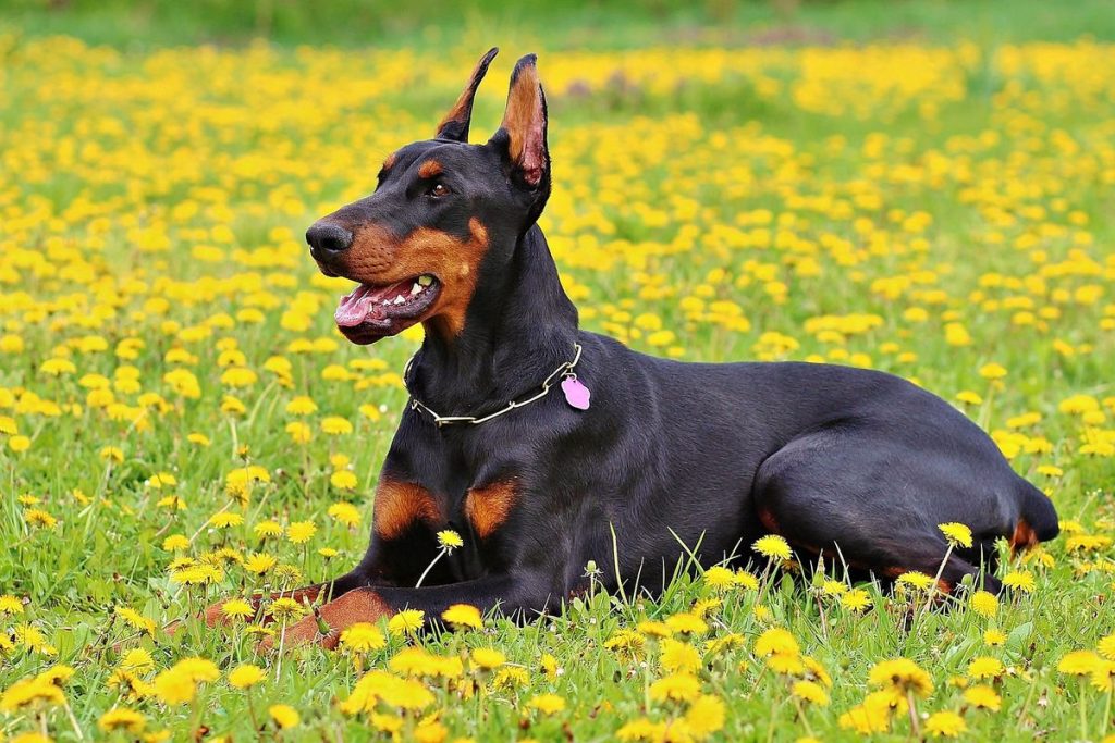 Doberman Pinscher Dog Information & Characteristic