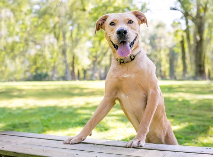 Golden Retriever Pitbull Mix