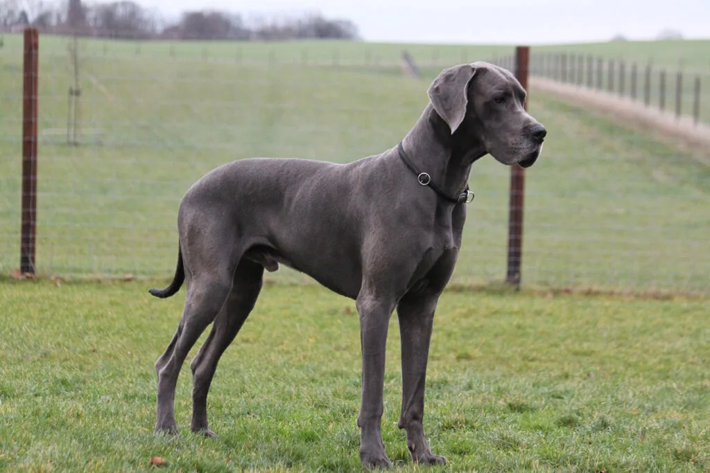 Great Dane Pitbull Mix Grooming Guide