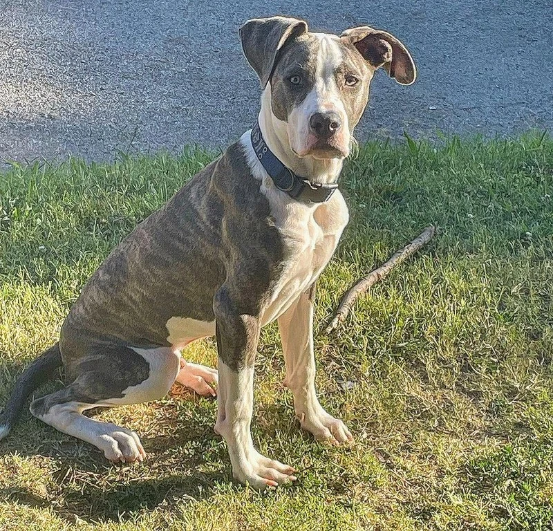 Great Dane Pitbull Mix Health Issues