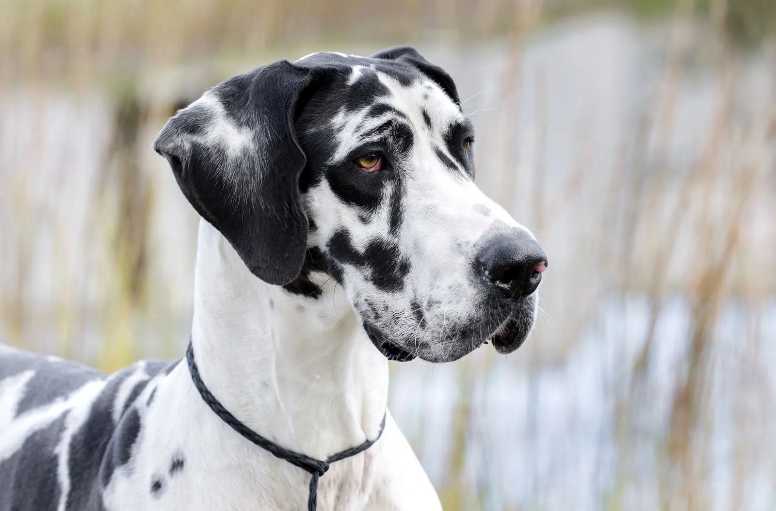 Great Dane Temperament, Health Issues, Grooming, Lifespan, and How to Care