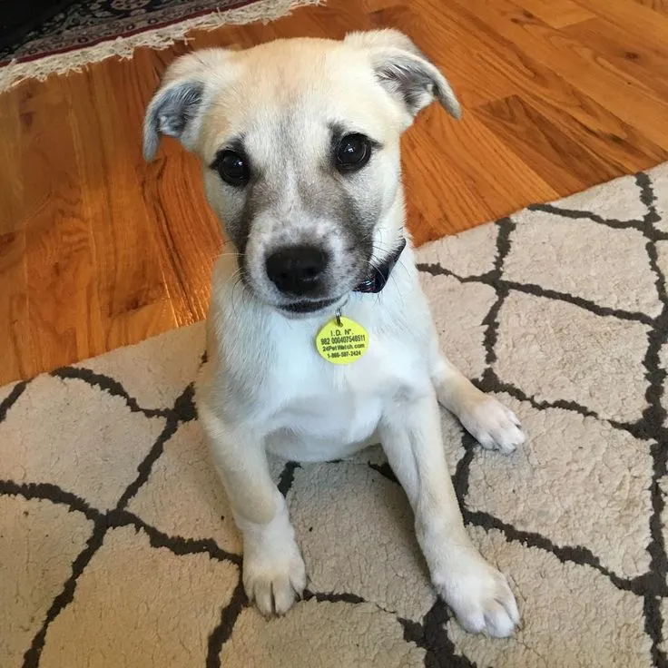 Great Pyrenees Staffordshire Terrier Mix