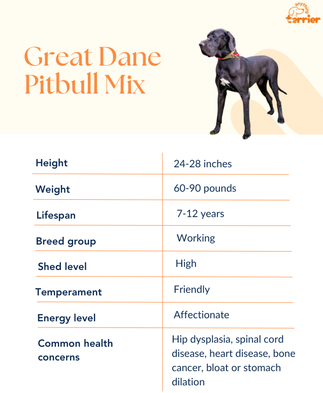 Greet Dane Pitbull Mix Dog Information