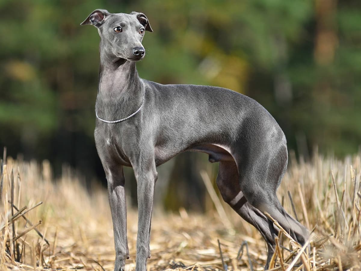 Italian Greyhound Temperament, Health Issues, Personality, Grooming, and Care