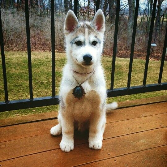 Jack Russell Terrier Husky Mix