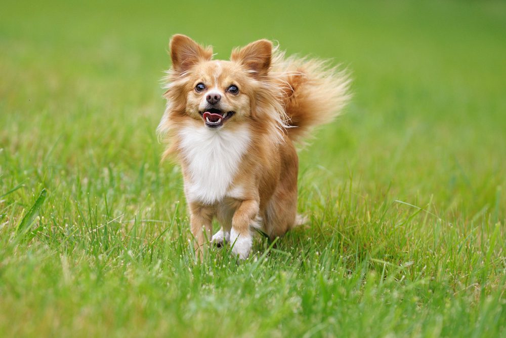 Long Haired Chihuahua Dog Breeders (Information & Facts)