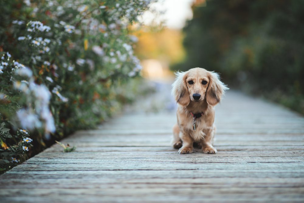 Long-Haired Dachshund Dog Breed Temperament And Care