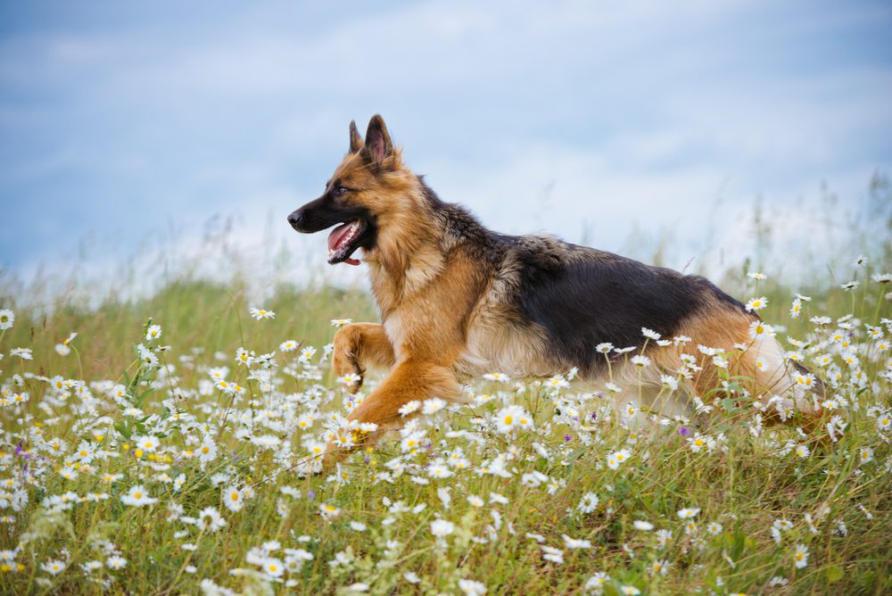 Long-Haired German Shepherd (Dog Breeders Information)