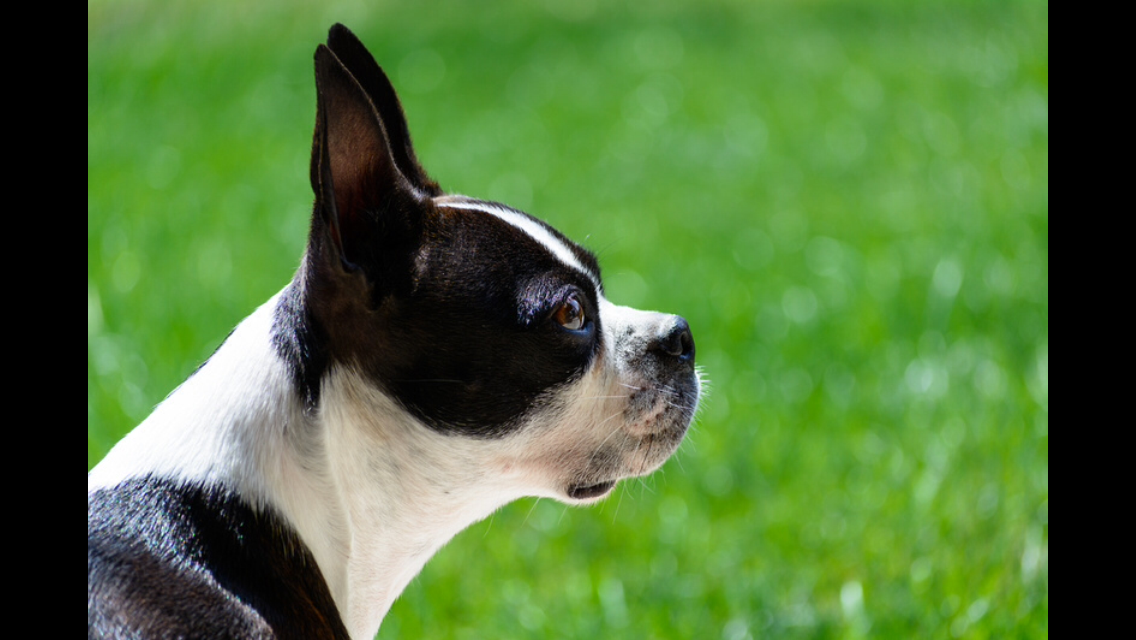 Long Nose Boston Terrier