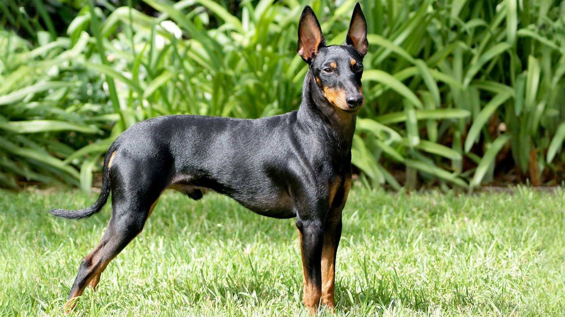 Manchester Terrier Dog Breed Information, Temperament, Training, Health Issues, and How to Care