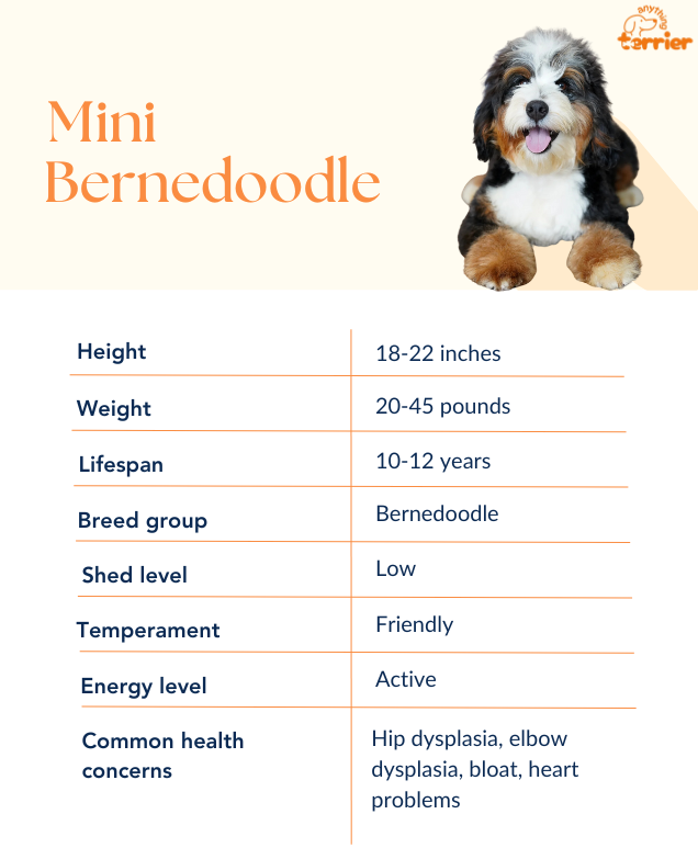 Mini Bernedoodle Dog Breeder Information