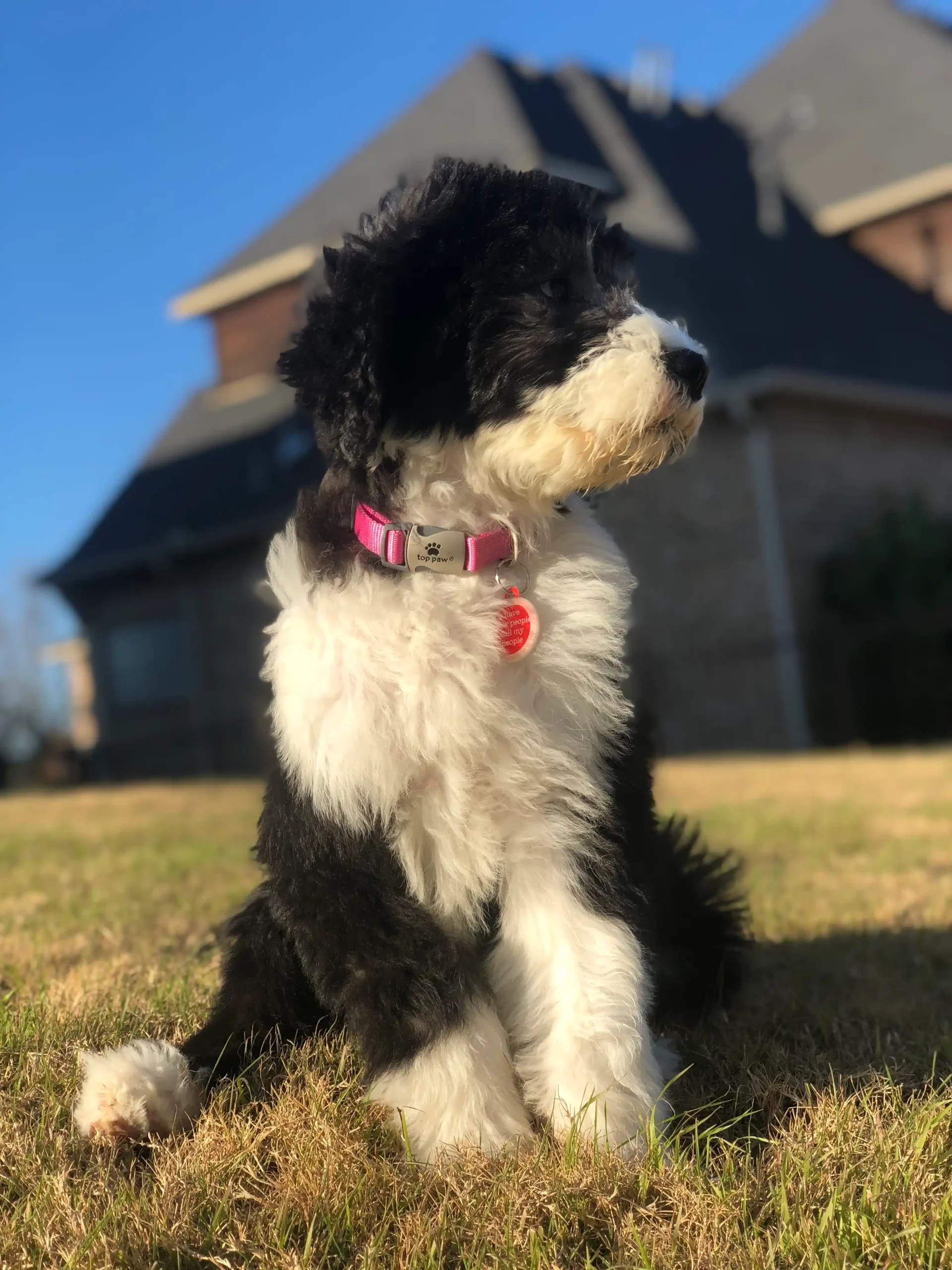 Mini Bernedoodle Grooming Guide