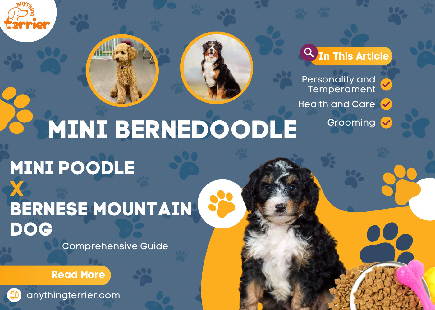 Mini Bernedoodle Pictures