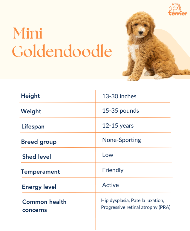 Mini Goldendoodle Breed Dog Information