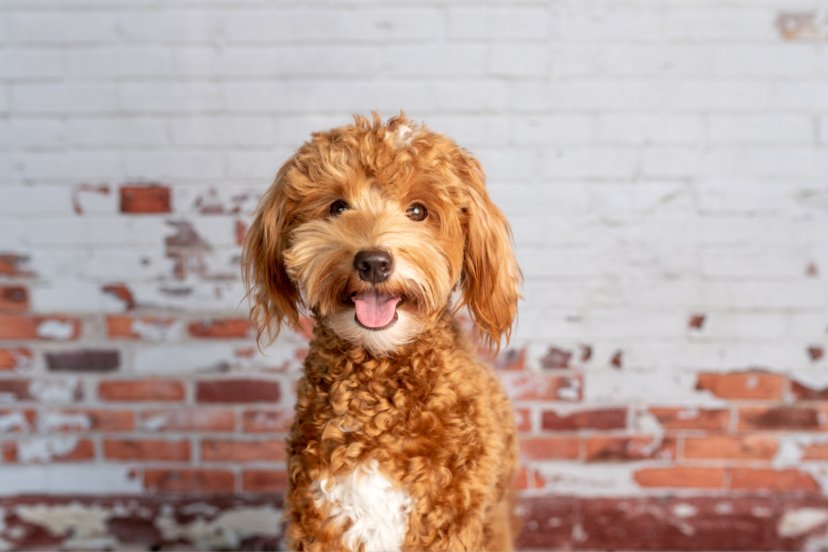 Mini Goldendoodle Lifespan, Health Issues and How to Care