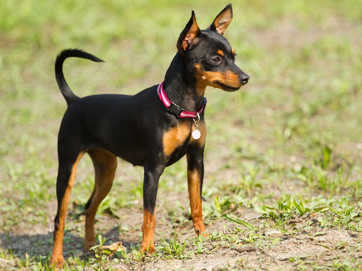 Miniature Pinscher Dog Temperament, Health Issues, Grooming, and How to Care