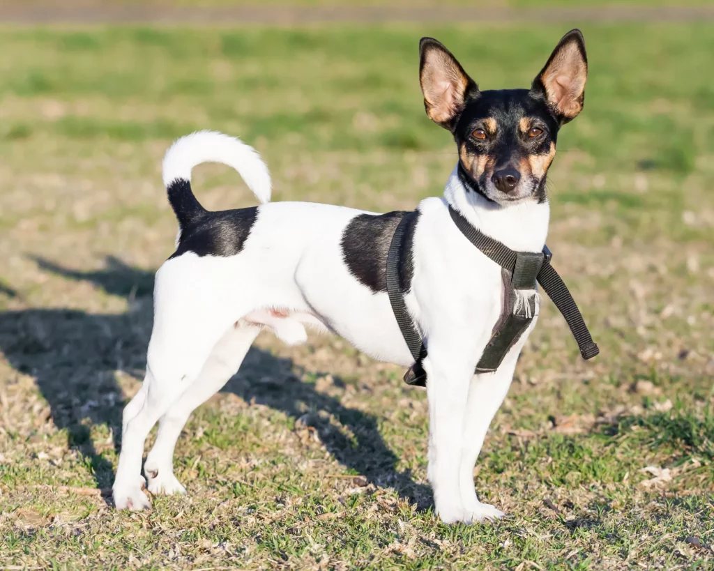 Toy Fox Terrier Dog Breed temperament & How to Care