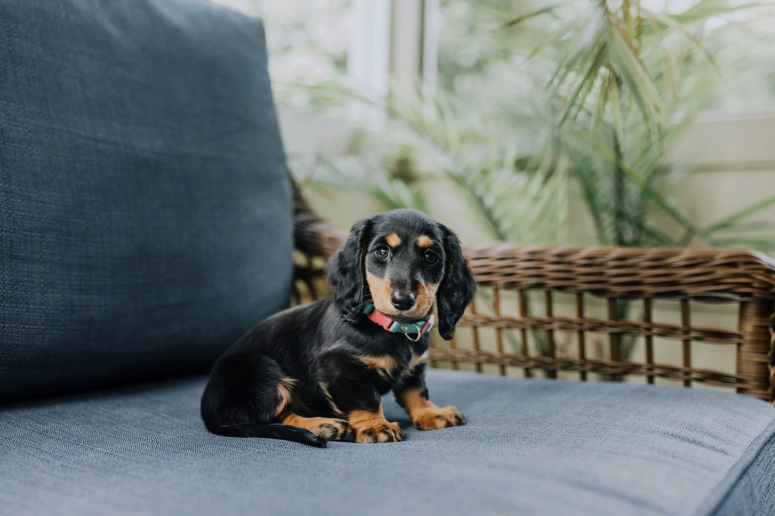 Types of Dachshunds