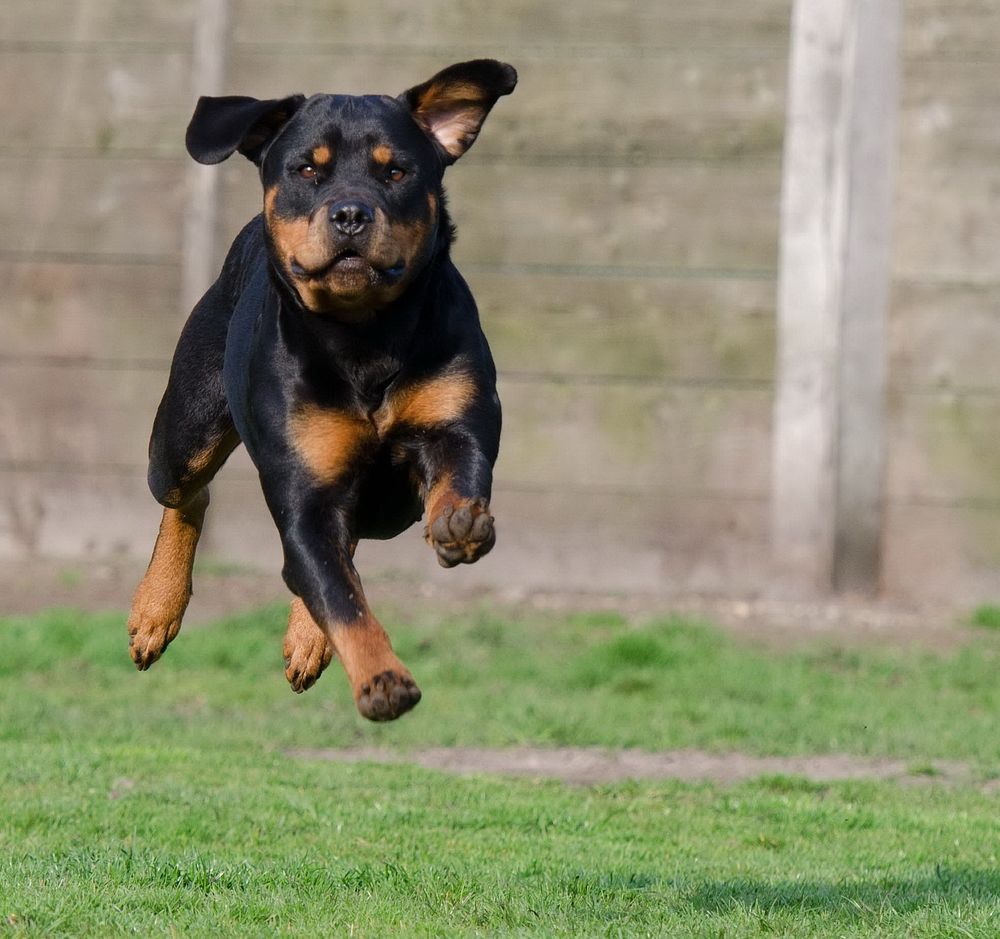 german shepherd rottweiler mix breed